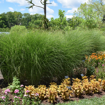 Scout Grass