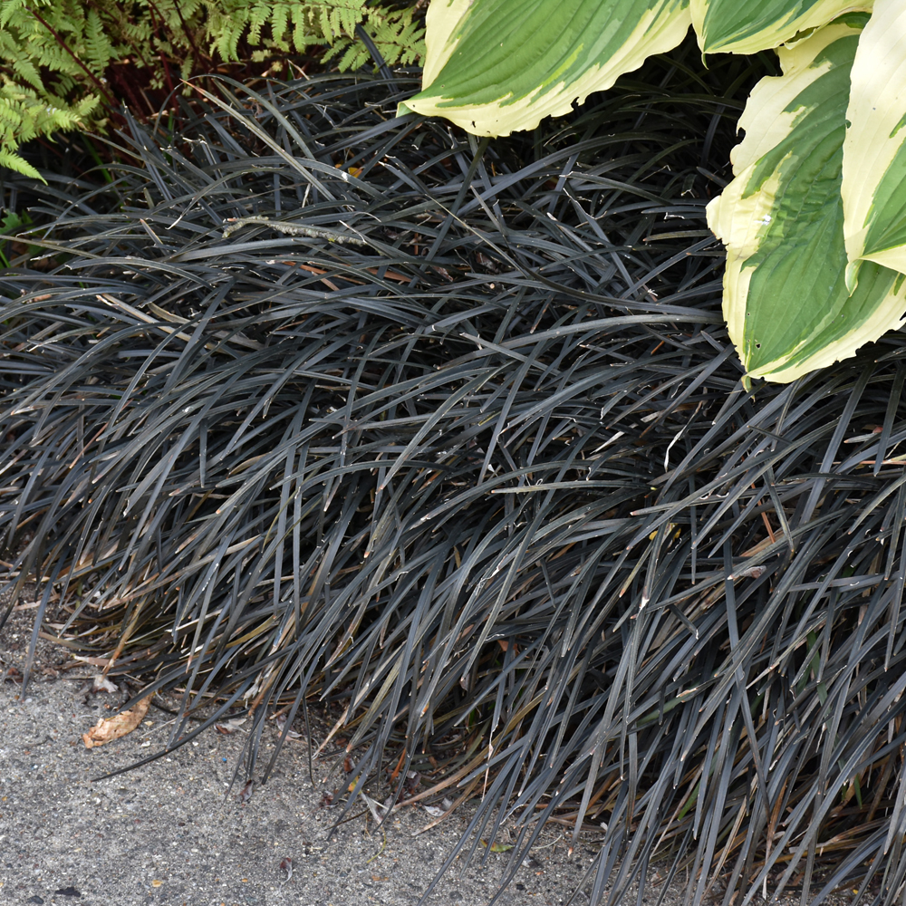 Other Grasses