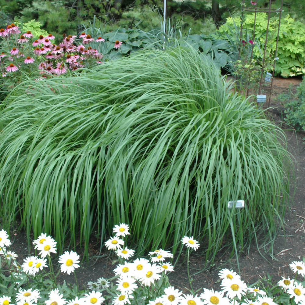 Fountain Grasses