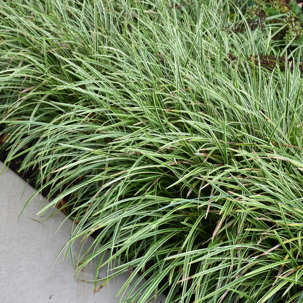 Sedge Grasses