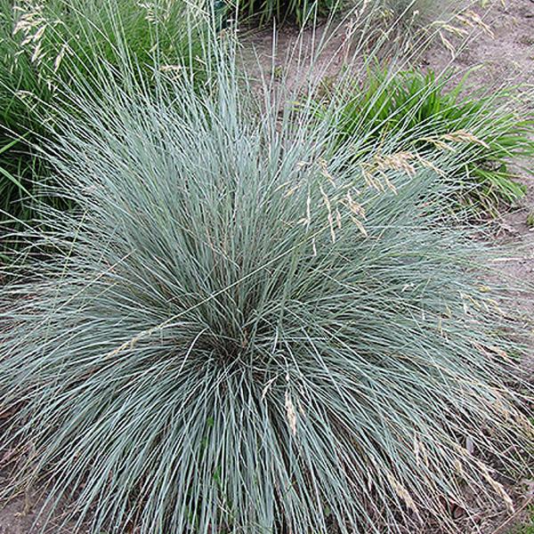 Blue Oat Grass