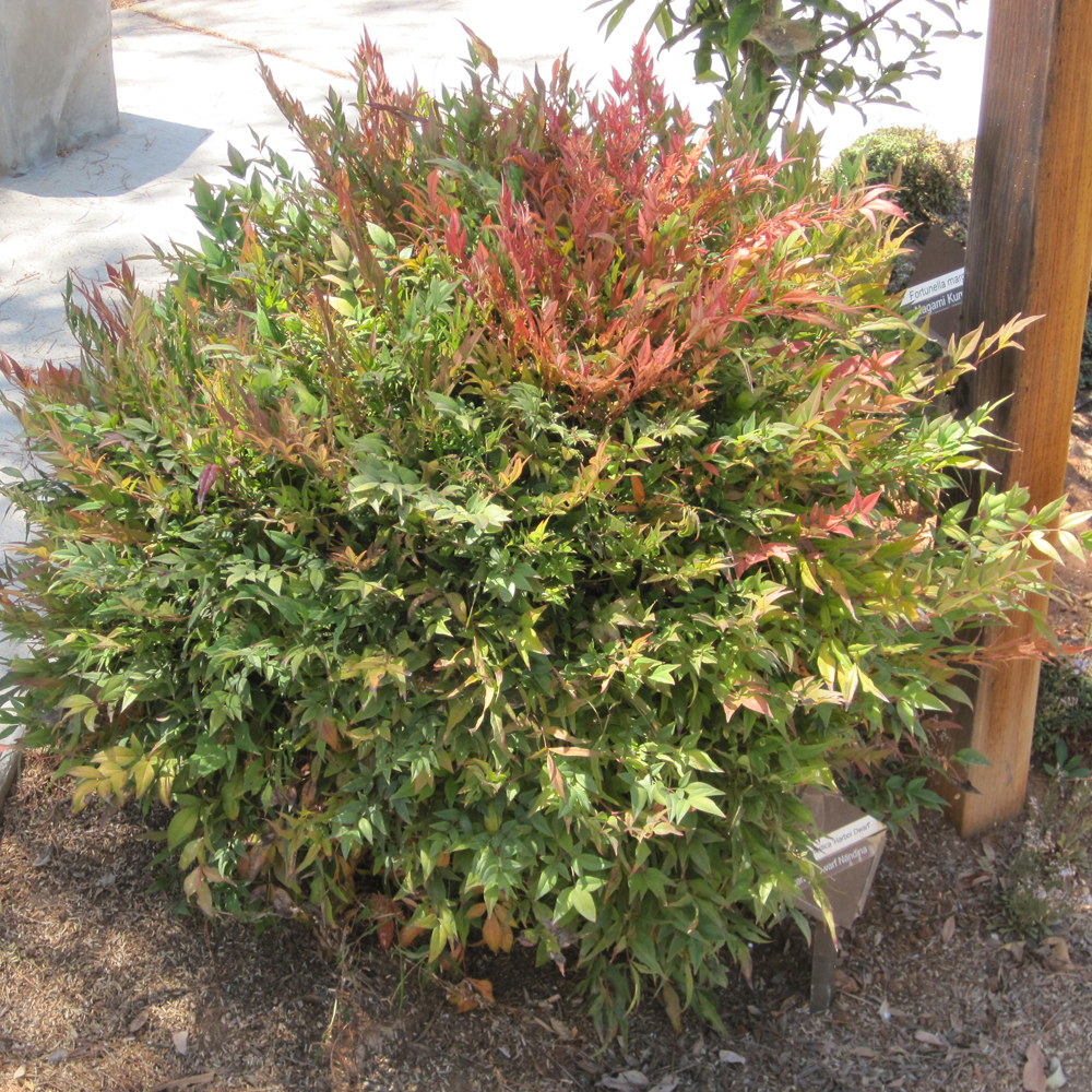 Nandina / Heavenly Bamboo 