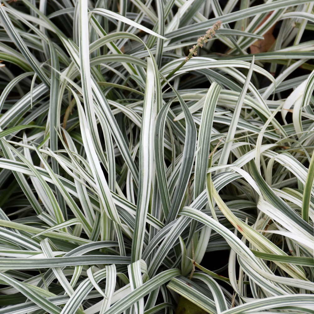 Liriope Spicata Silver Dragon