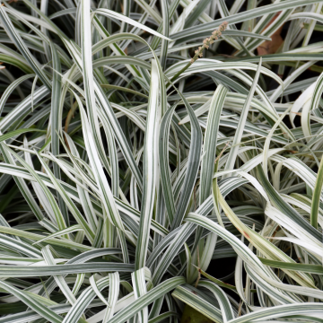 Liriope Spicata Silver Dragon
