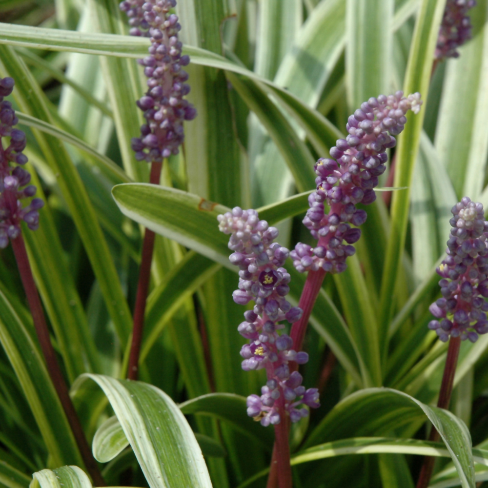 Liriope Muscari Variegated