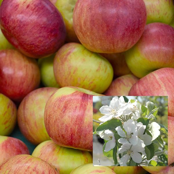 Apple, Cortland Semidwarf--7 gallon