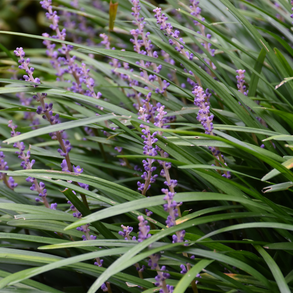 Liriope Muscari Big Blue