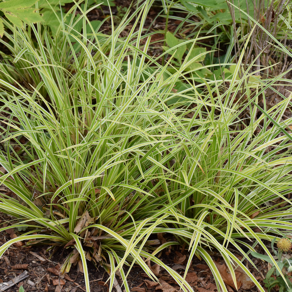Grass Sedge Everglow