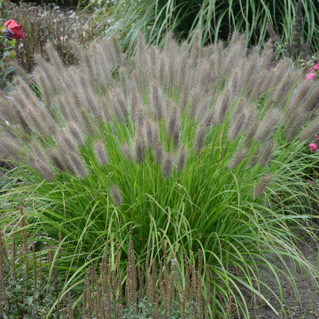 Hush Puppy Fountain Grass