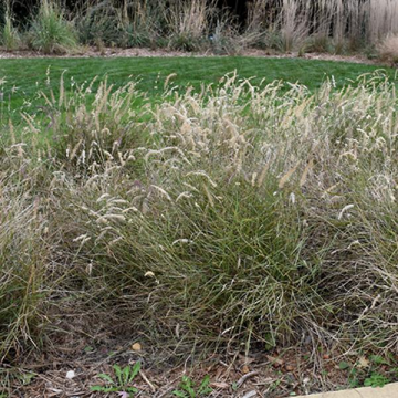 Karley Rose Fountain Grass