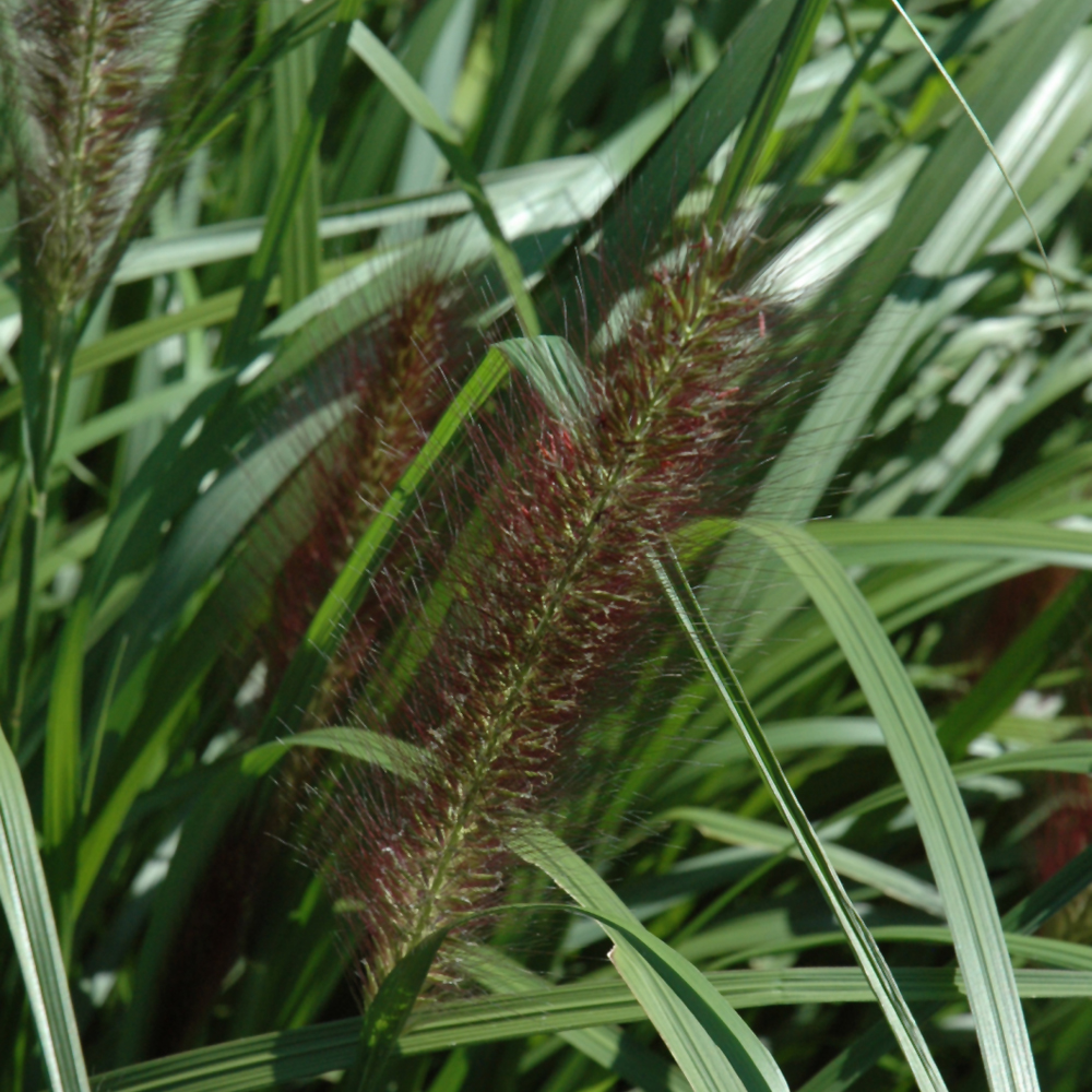 Fountain Grass Red Head - 2C