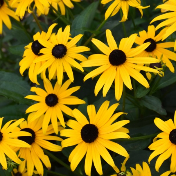 Summer Sun Annuals