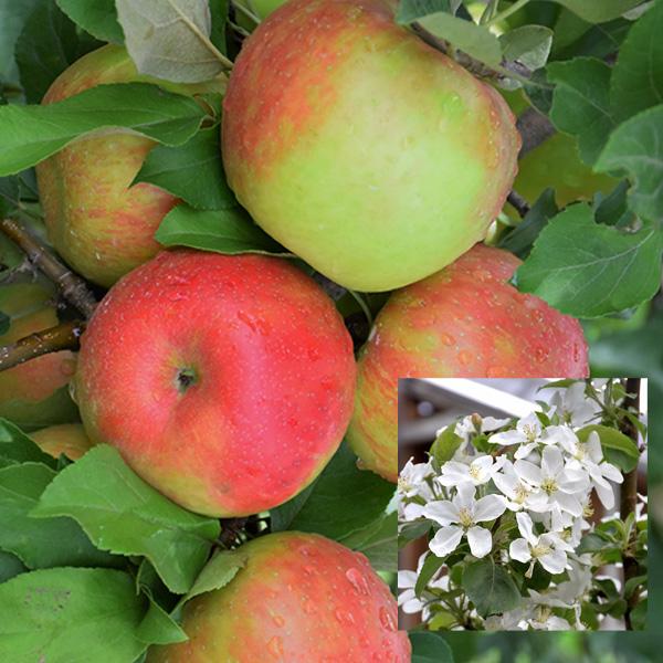 Apple - Honeycrisp Semidwarf  7c