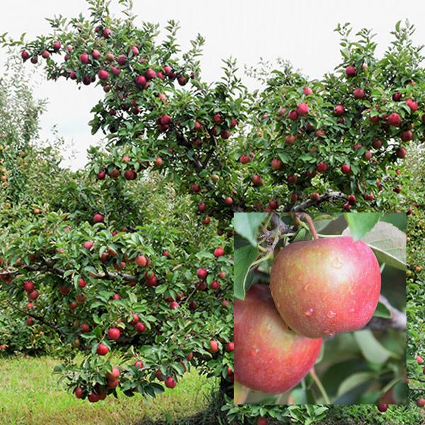 Apple, Red Delicious Semidwarf--7 gallon