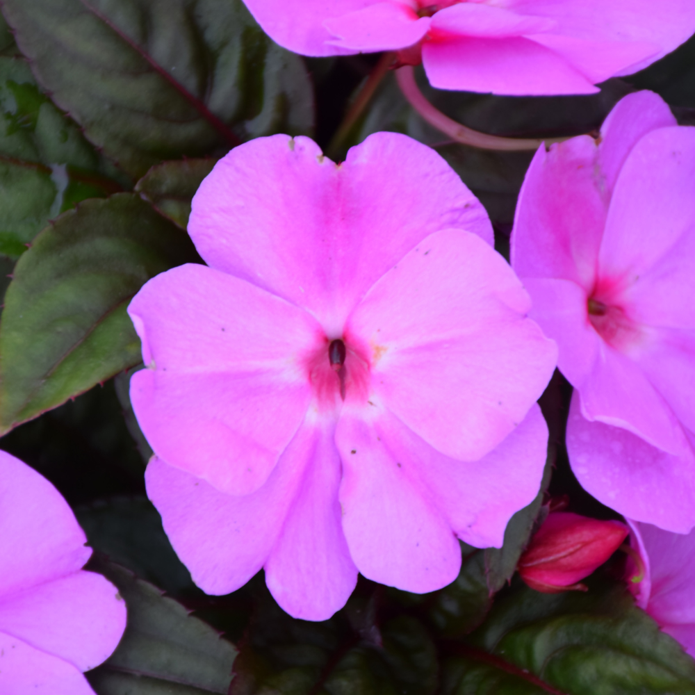 Summer Shade Annuals