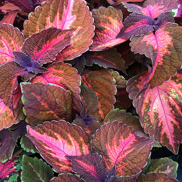 Coleus 6-Pack