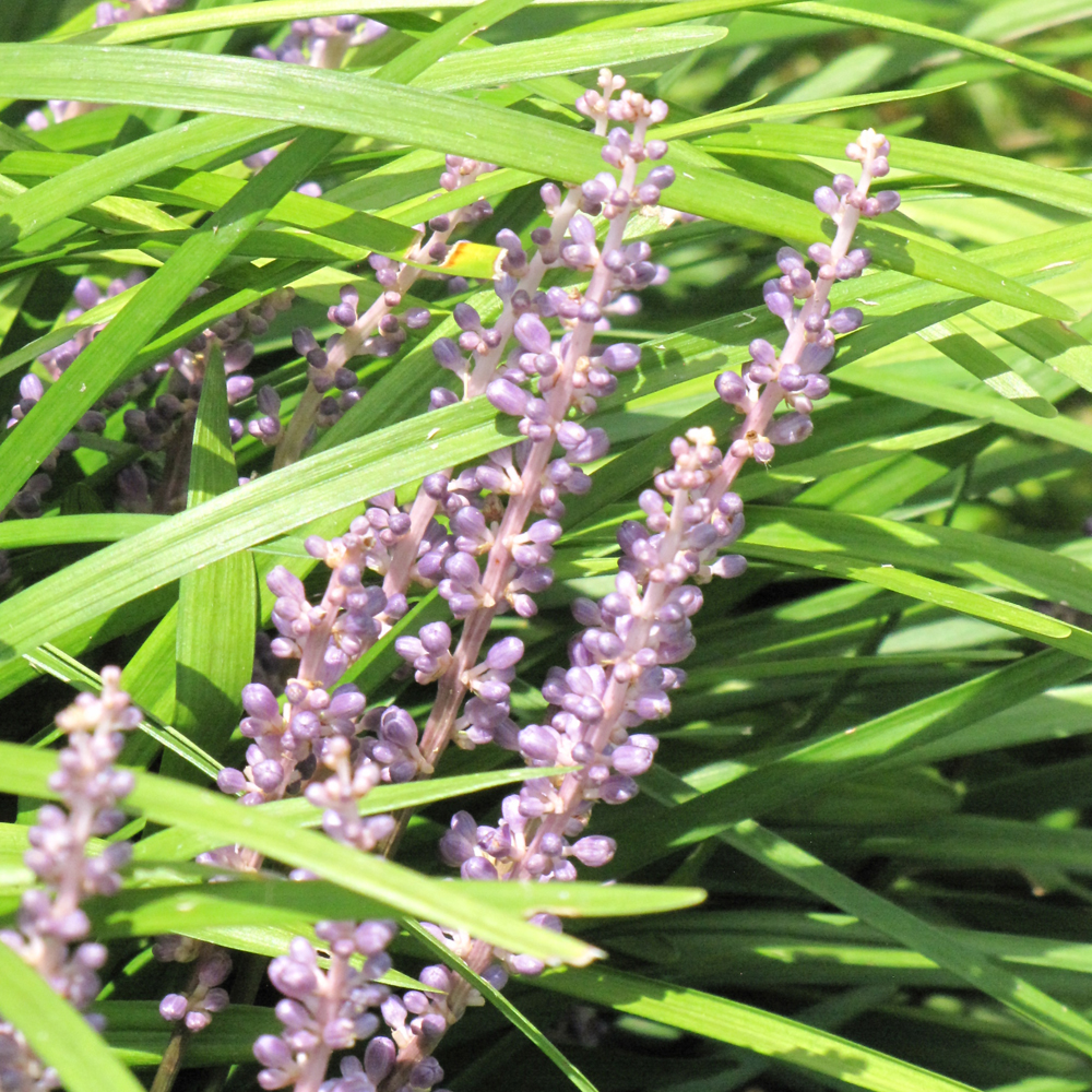 Liriope Spicata Green 
