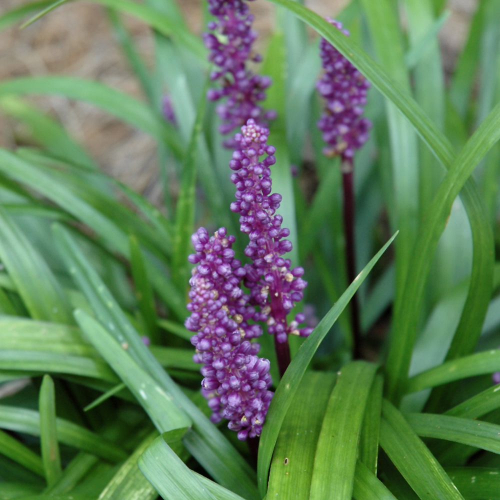 Liriope