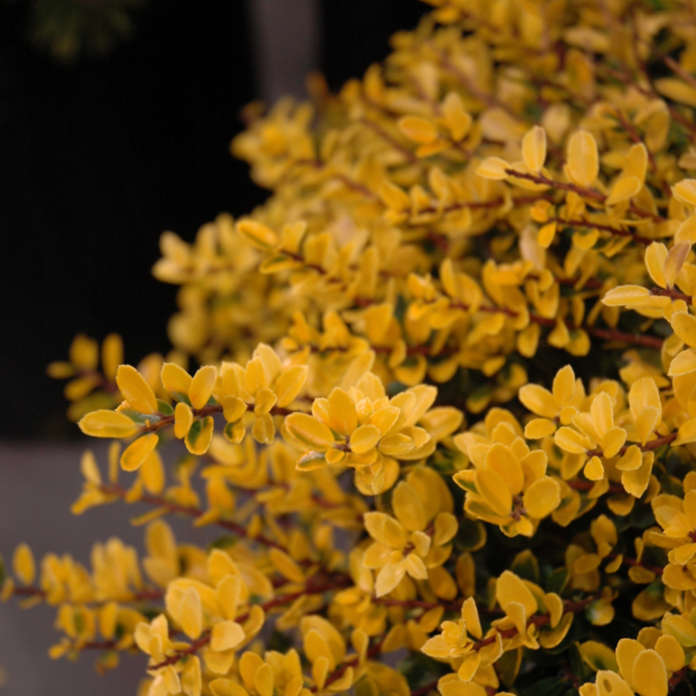 Holly Helleri Gold
