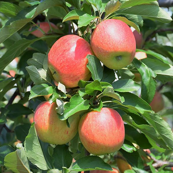 Apple, Royal Gala Semidwarf--7 gallon