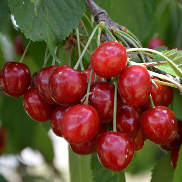 Cherry - Blackyork Eastern Bing Semidwarf 7c