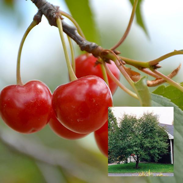 Cherry, Montmorency Semidwarf--7 gallon