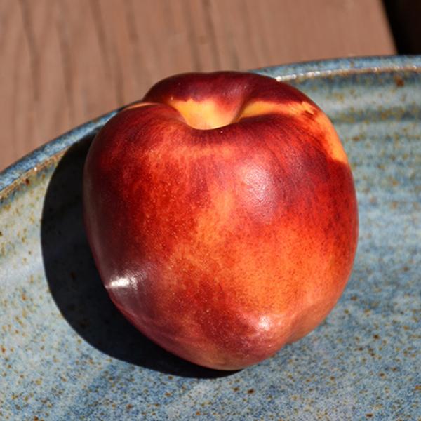 Nectarine, Redgold Dwarf--7 gallon