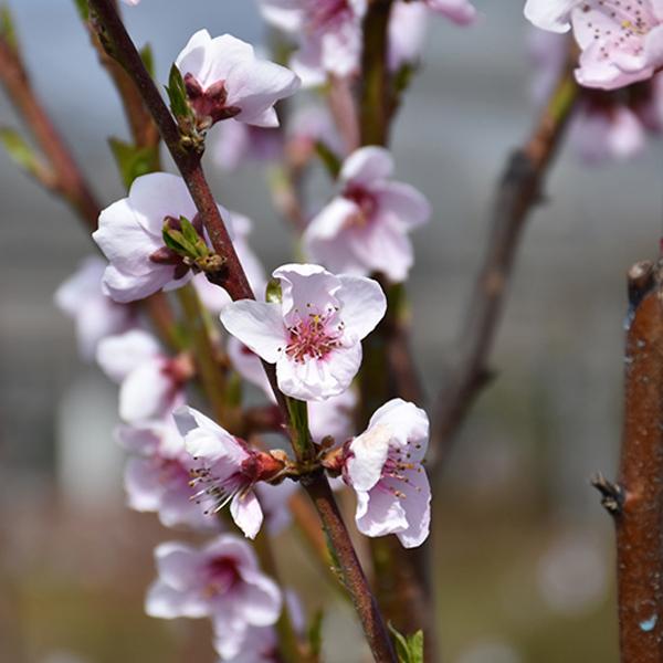 Nectarine, Sunglo Dwarf--7 gallon