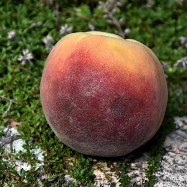 Peach - Contender Dwarf 7c