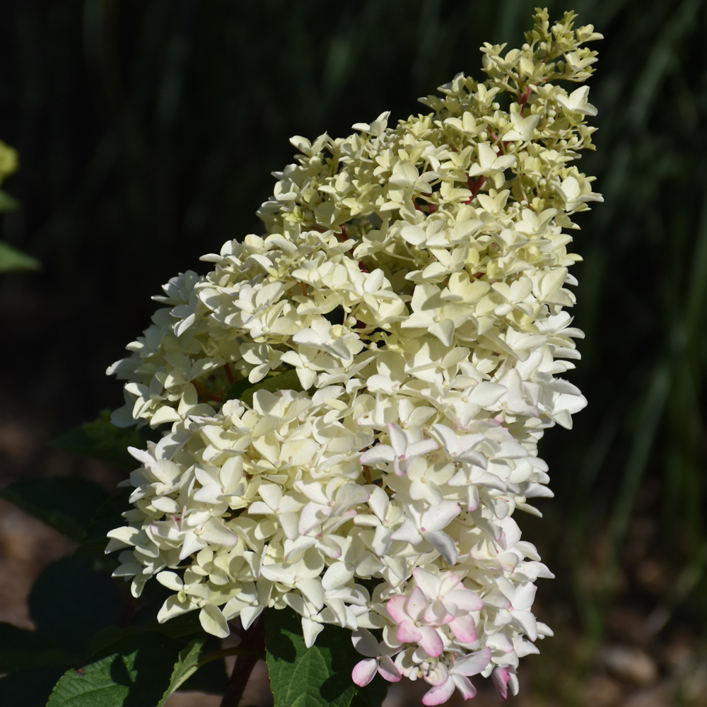 Hydrangea Paniculata Berry White Tree Form