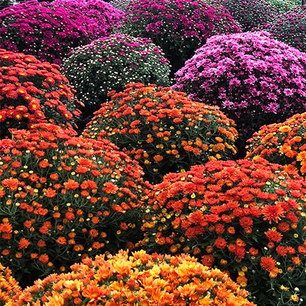 Fall Mum 9in