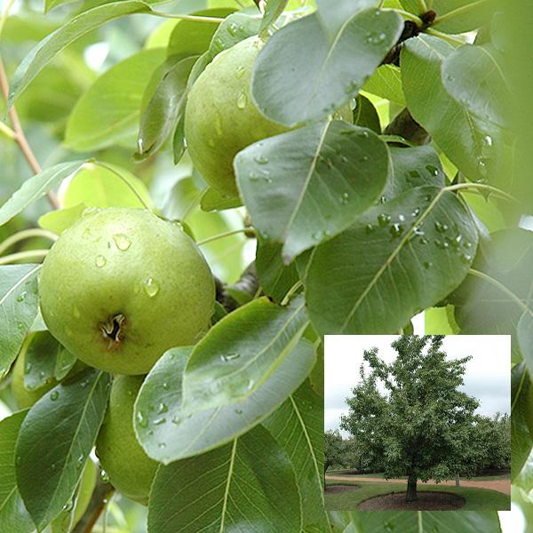 Pear, 20th Century Asian Dwarf--7 gallon