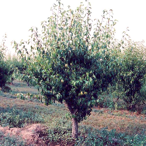 Pear, Anjou Dwarf--7 gallon