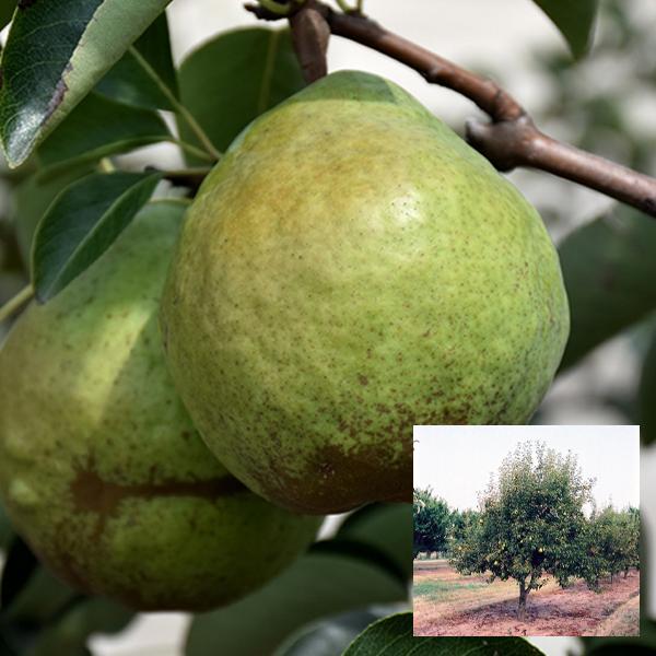 Pear, Bartlett Dwarf--7 gallon