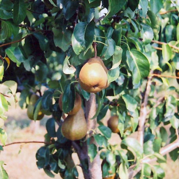 Pear, Golden Russett Bosc Dwarf--7 gallon