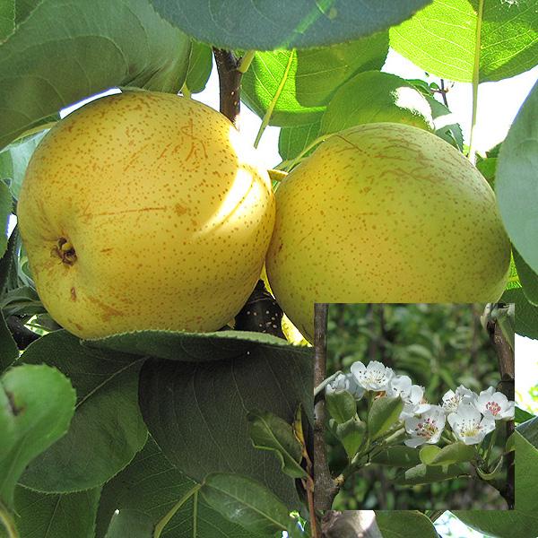 Pear, Shinseiki Asian Dwarf--7 gallon