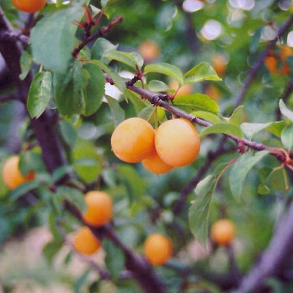 Apricot - Goldcot Dwarf 7c