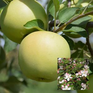 Apple, Golden Delicious Semidwarf--7 gallon