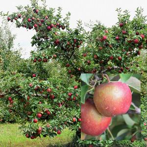 Apple, Red Delicious Semidwarf--7 gallon
