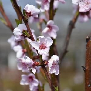 Nectarine, Sunglo Dwarf--7 gallon