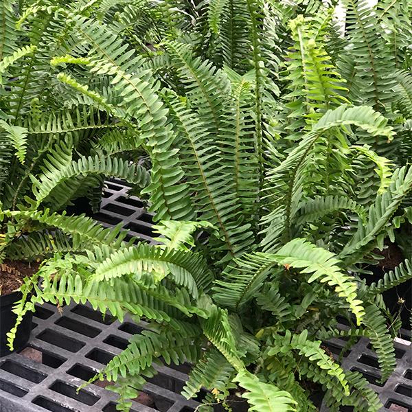 Kimberly Queen Fern - 6 in