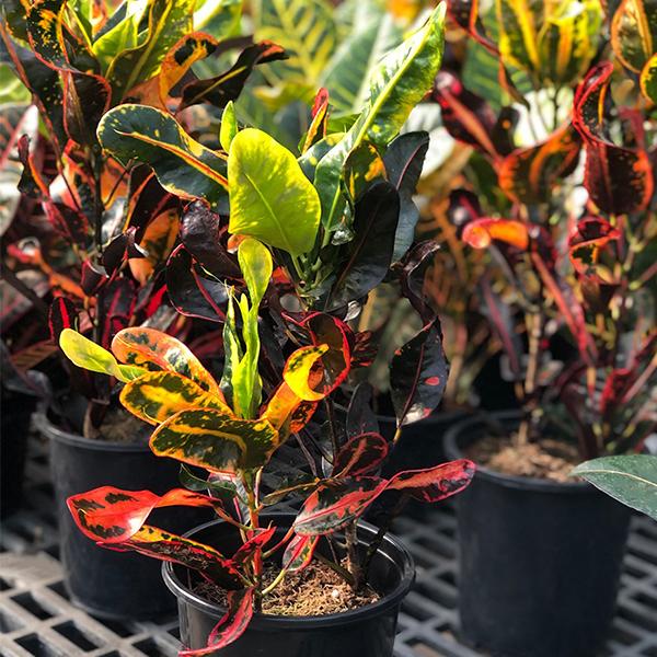 Croton Petra - 4in