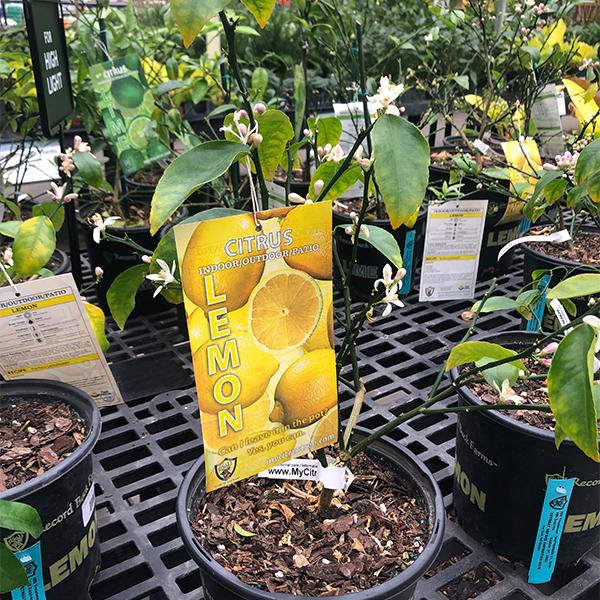Citrus Bush Lemon - 10in