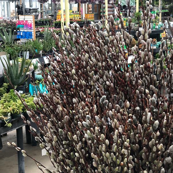  Pussy Willow Stems - 30"-36" 10 stems