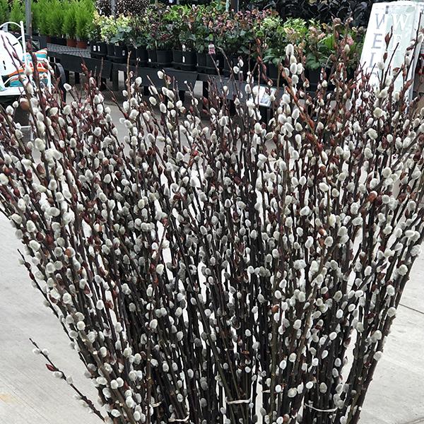 Pussy Willow Stems - 5'-6' 5 stems