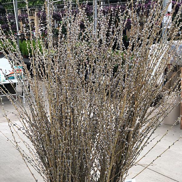 Pussy Willow Purple Heirloom Stems - 40"-48" 10 stems