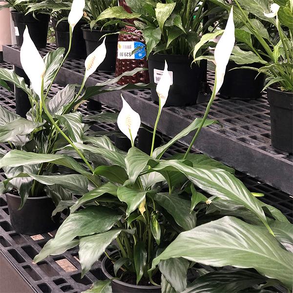 Peace Lilies - 6in
