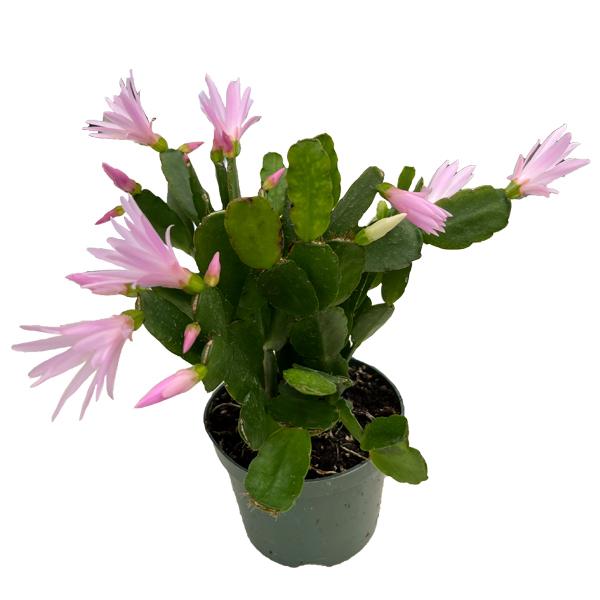 Easter Cactus - 4 in