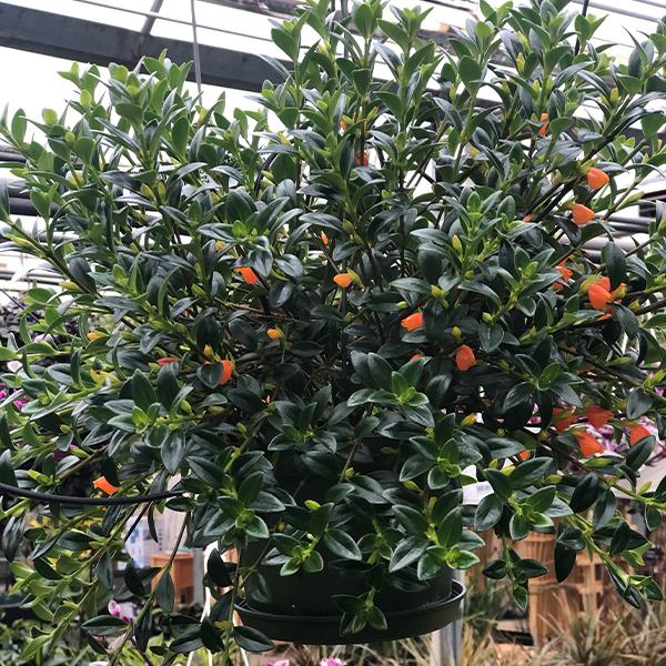Goldfish Premium Hanging Basket - 6 in