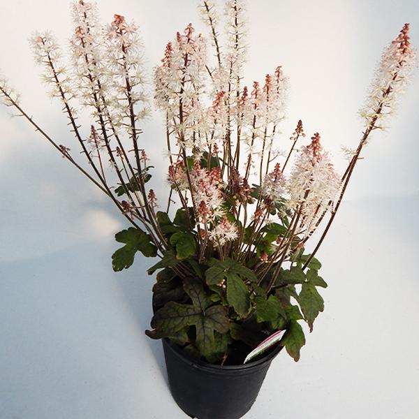 Tiarella Spring Symphony - 1c